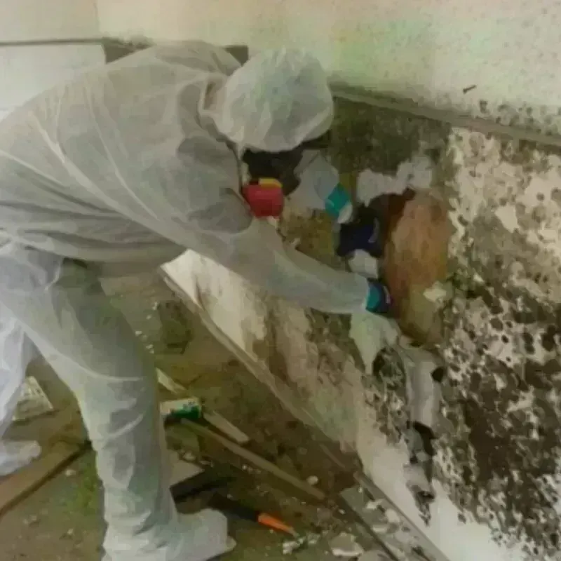 Mold Remediation and Removal in Cumberland, VA